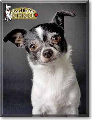 Chico, the Dog of the Day