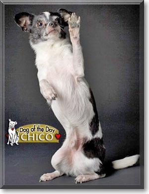 Chico, the Dog of the Day
