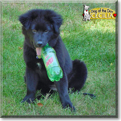 Cecilia, the Dog of the Day