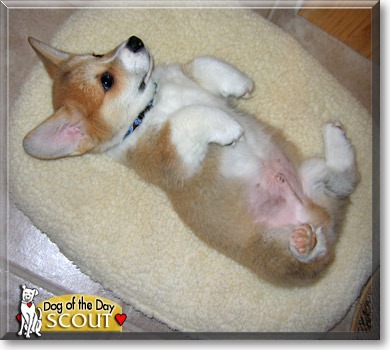 Scout, the Dog of the Day