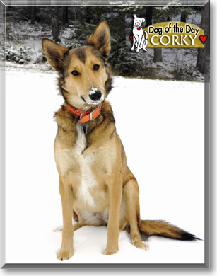 Corky, the Dog of the Day