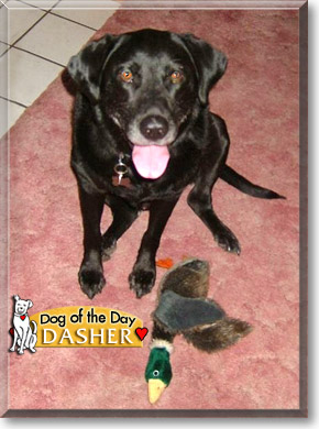 Dasher, the Dog of the Day