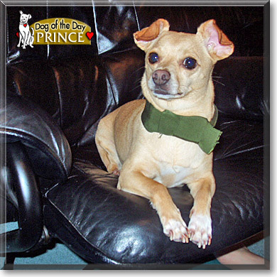 Prince, the Dog of the Day