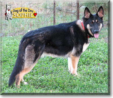 Sophie, the Dog of the Day