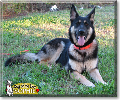 Sophie, the Dog of the Day