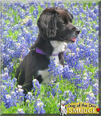 Smudge, the Dog of the Day Smudge, the Dog of the Day