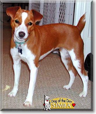 Simba, the Dog of the Day