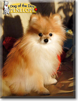Penelope, the Dog of the Day Penelope, the Dog of the Day