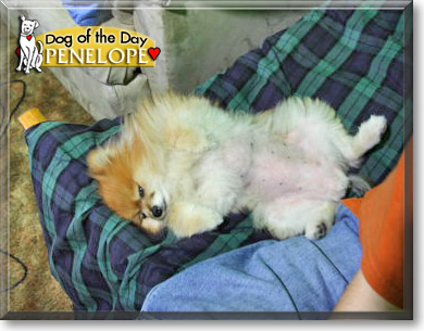 Penelope, the Dog of the Day