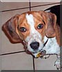Sparky