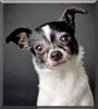 Chico