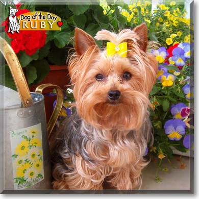 Ruby, the Dog of the Day