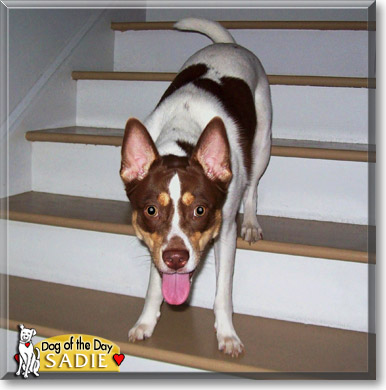 Sadie, the Dog of the Day