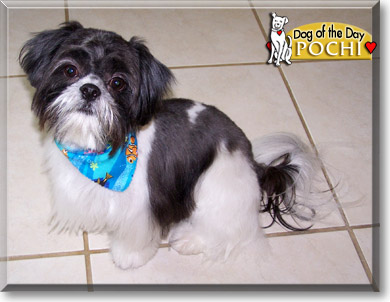 Pochi, the Dog of the Day Pochi, the Dog of the Day