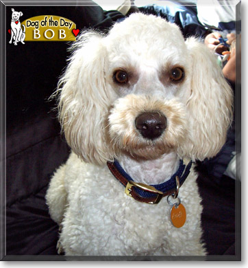 Bob, the Dog of the Day Bob, the Dog of the Day