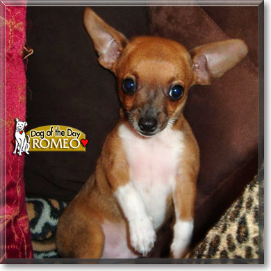 Romeo, the Dog of the Day