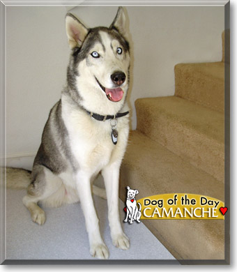 Camanche, the Dog of the Day Camanche, the Dog of the Day
