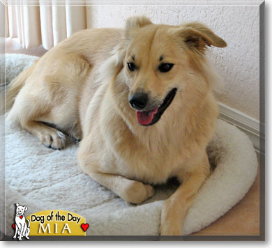 Mia, the Dog of the Day