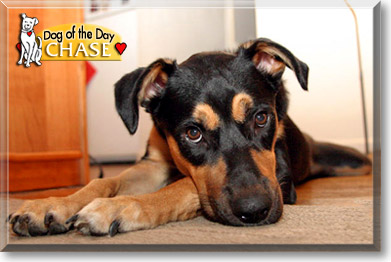Chase, the Dog of the Day