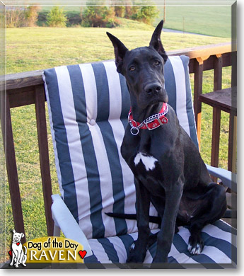 Raven, the Dog of the Day Raven, the Dog of the Day