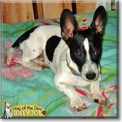 Billy Joe, the Dog of the Day