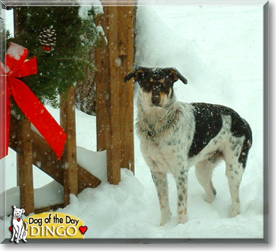 Dingo, the Dog of the Day