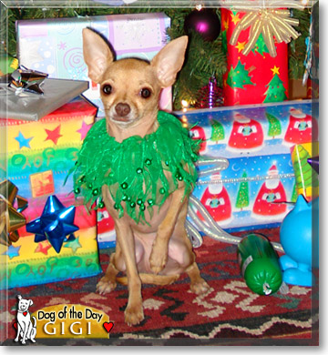 GiGi, the Dog of the Day