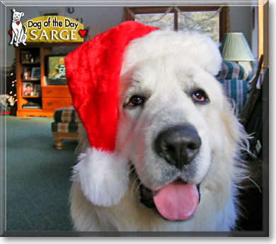 Sarge, the Dog of the Day