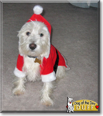 Duff, the Dog of the Day