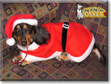 Osker, the Dog of the Day