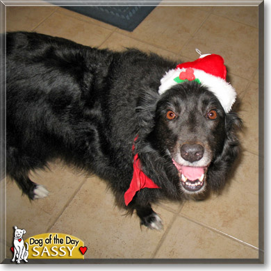 Sassy, the Dog of the Day Sassy, the Dog of the Day