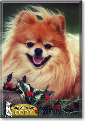 Cody, the Dog of the Day Cody, the Dog of the Day