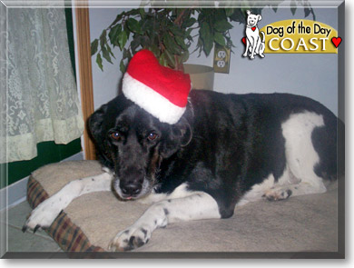 Coast, the Dog of the Day Coast, the Dog of the Day