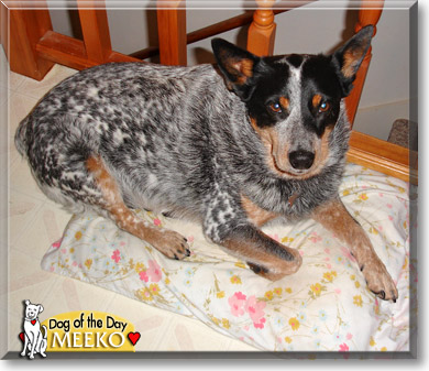 Meeko, the Dog of the Day Meeko, the Dog of the Day