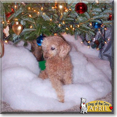 April Honey Bear, the Dog of the Day