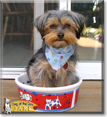 Jake, the Dog of the Day