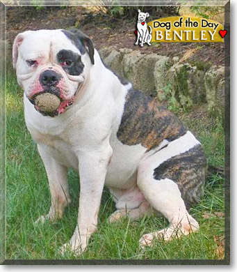 Bentley, the Dog of the Day