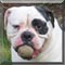Dog of the Day