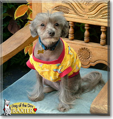 Baxter, the Dog of the Day