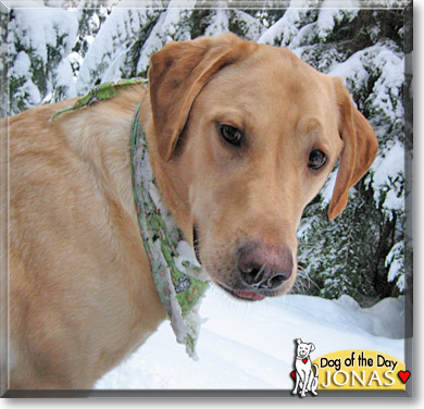 Jonas, the Dog of the Day