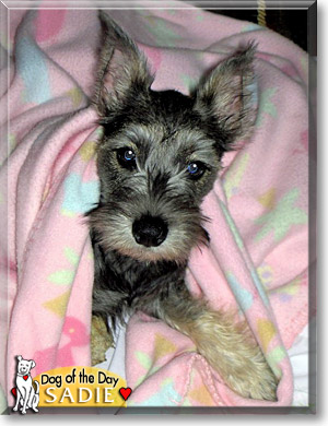 Sadie, the Dog of the Day