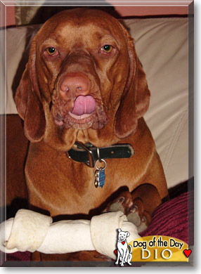 Dio, the Dog of the Day