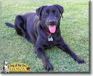 Fiona, the Dog of the Day