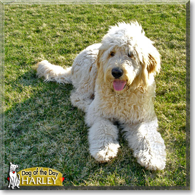 Harley, the Dog of the Day