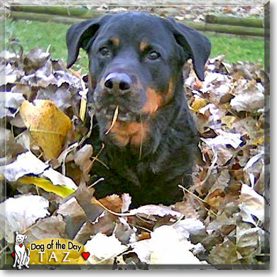 Taz, the Dog of the Day