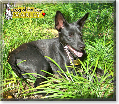 Marley, the Dog of the Day