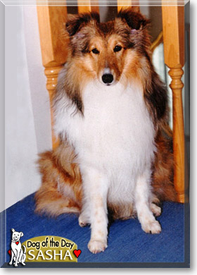 Sasha, the Dog of the Day