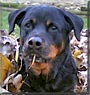 Taz