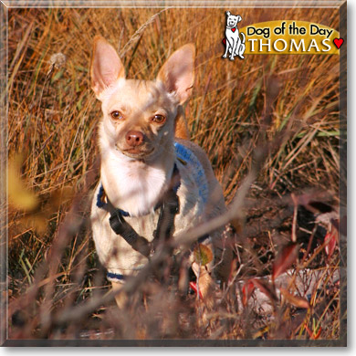 Thomas, the Dog of the Day