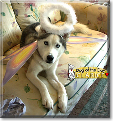 Clarice, the Dog of the Day